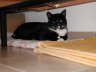 Gismo 01
