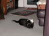 Gismo 11