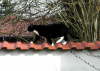 Gismo 32