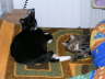 Gismo u Gipsy 01