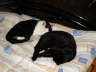 Nemo+Balou 072005 01