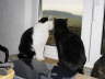 Nemo Fensterw�chter