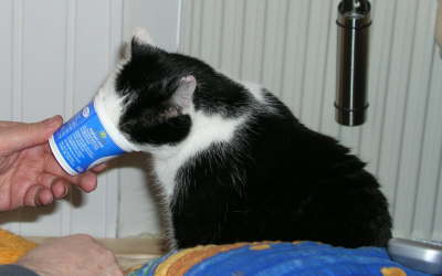 Nemo Yogurt 02
