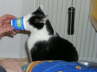 Nemo Yogurt 03