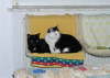 Nemo + Balou 052005 01
