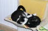 Nemo + Balou 052005 02