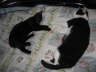 Nemo + Balou au fdem Bett