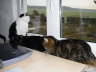 Nemo + Friends Fenster