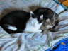 Nemo + Gipsy 01