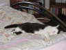 Nemo auf dem Bett