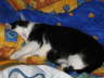 Nemo im Bett