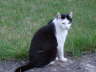 Nemo im Garten 01