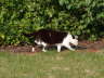 Nemo im Garten 02