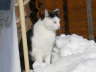 Nemo im Schnee 01