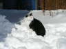 Nemo im Schnee 02