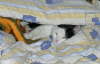 Nemo kuschelt im Bett